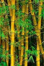 bambu1